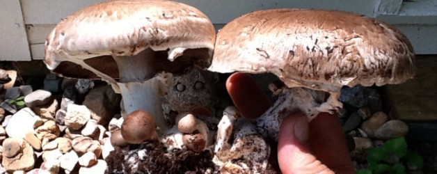  - haashrooms-mushrooms-on-fall-line-farms